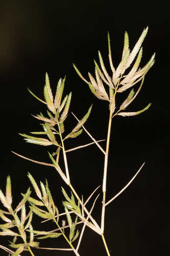 Eragrostis hypnoides #1